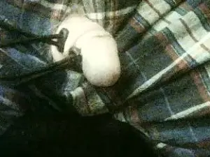 Cam4 Adult Webcams of rob4844262481