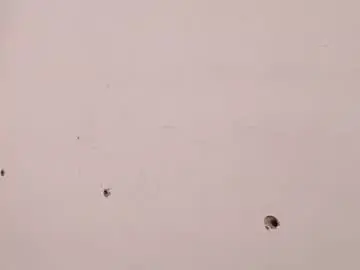 Chaturbate Adult Webcam of theyllorwillians