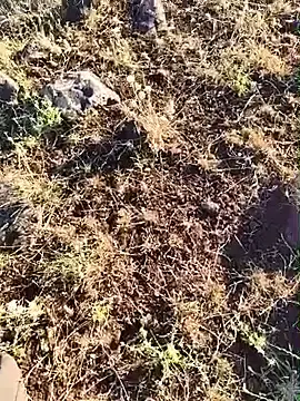 Stripchat Sex Chat of murokkk31
