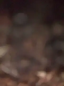 Stripchat Watch Live Sex Cams of SexyMarck